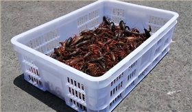 龙虾筐4 龙虾筐4