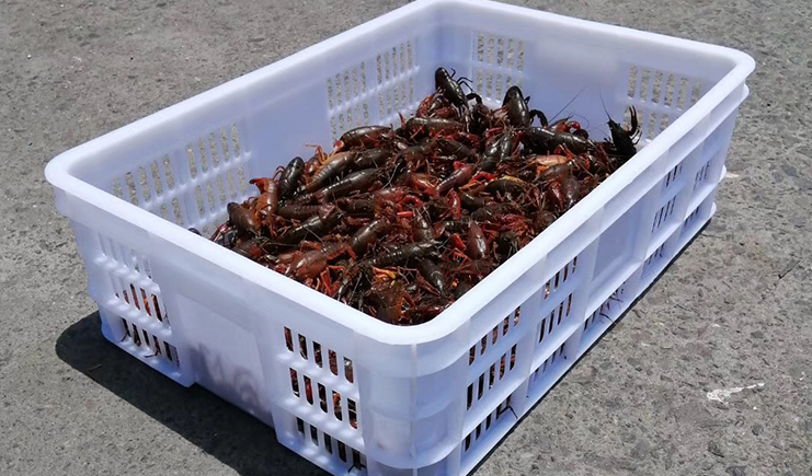 龙虾筐4 龙虾筐4